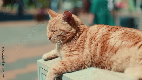 Red ginger cat lying on a utility box outside. Street animal resting under the sun in the city. Domestic pet enjoying a quiet moment outdoors. Urban wildlife and leisure concept.