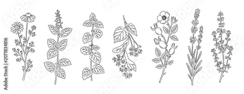 Herbal tea plants line art set with chamomile, mint, lemon balm, linden, rosehip, lavender and thyme vector