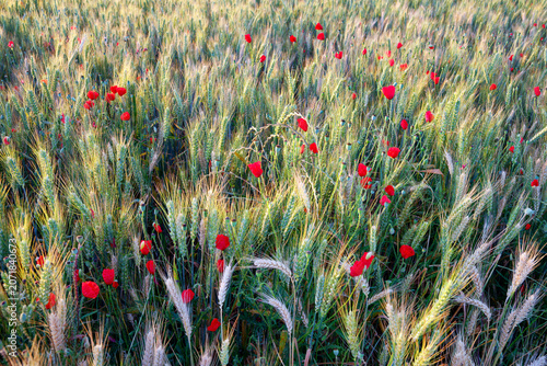 Wheat field and poppies in the Essonne valley. Île-de-France region	 