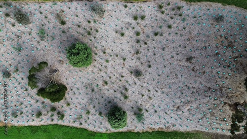 Картината върху платно Aerial view showing large scale reforestation project