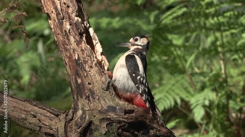 Great Spotted Woodpecker Cracking a Hazelnut on Tree Branch in Natural Forest Habitat	