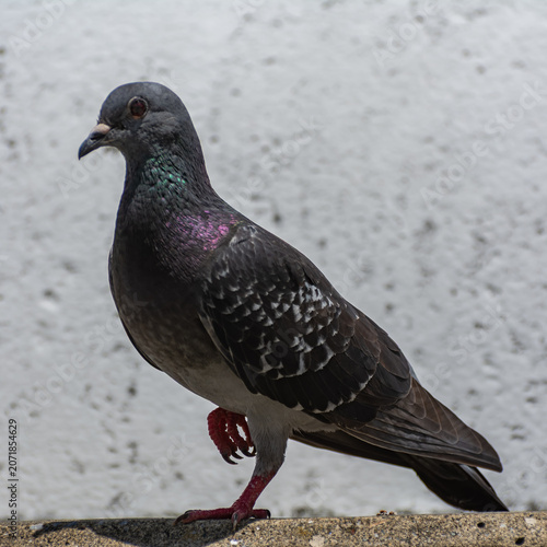 Columba livia standing on one leg