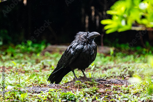 A crow standing on the grass after the rain