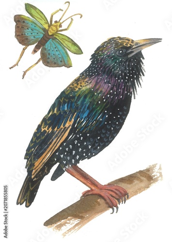 A starling sits on a branch with a grasshopper nearby. Hand-drawn in watercolor. Good for your bird design.