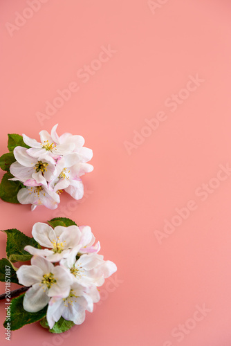 floral composition with apple tree blossoms on soft pink backdrop