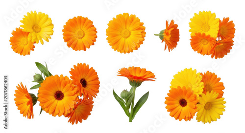 Calendula flowers in various arrangements and single blooms with green stems isolated on transparent background