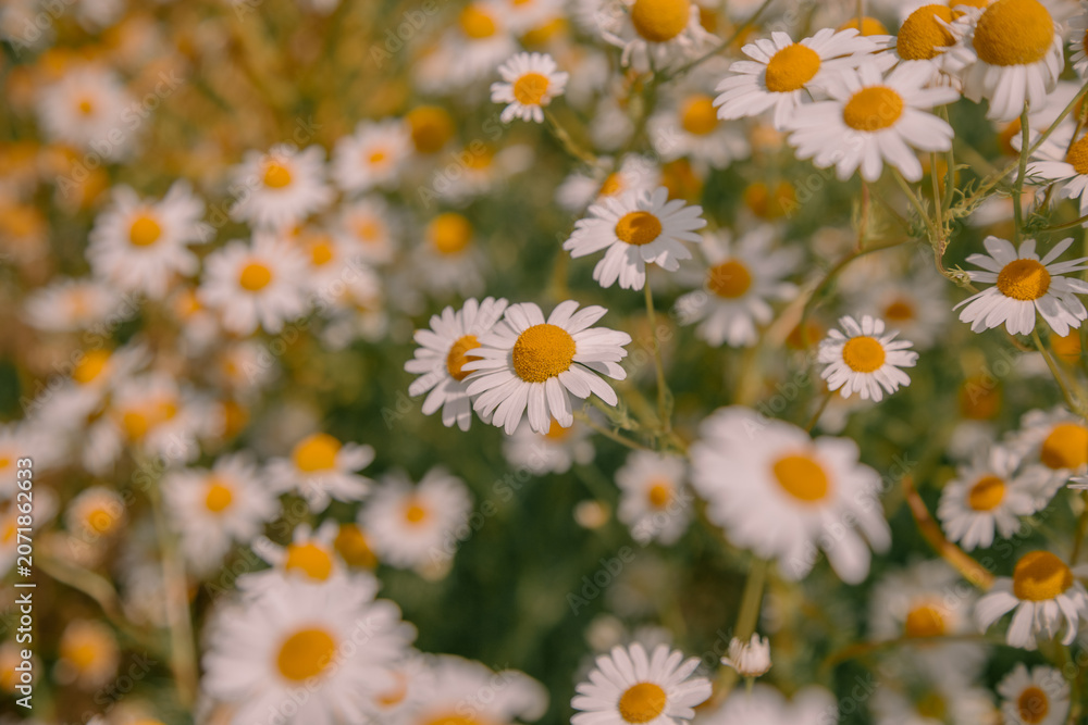 Fototapeta premium daisies in the garden