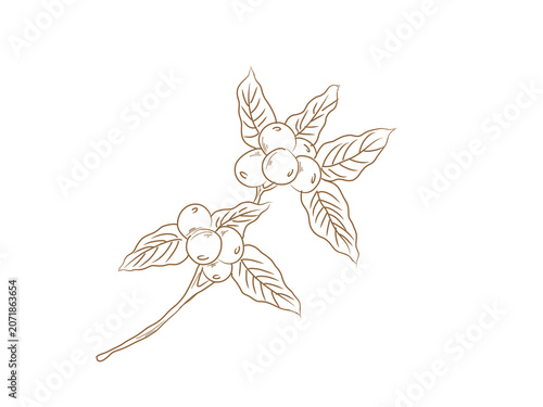 hand drawn coffee branch illustration featuring ripe coffee cherries and detailed leaves in a minimalist line art style