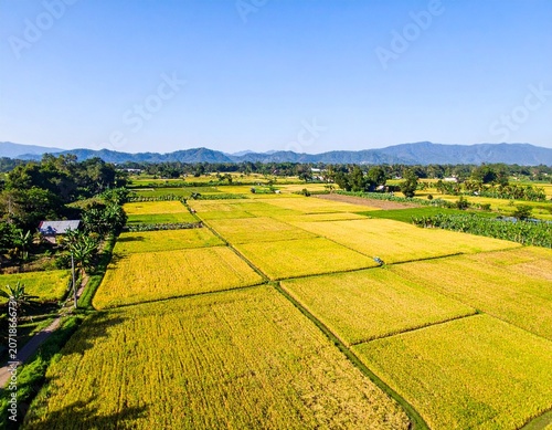 Drone View of Vast Golden Ripe Rice Fields in Rural Indonesia During Harvest Season