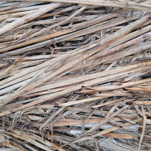 Close up of dry yellow straw texture background for rustic natural design