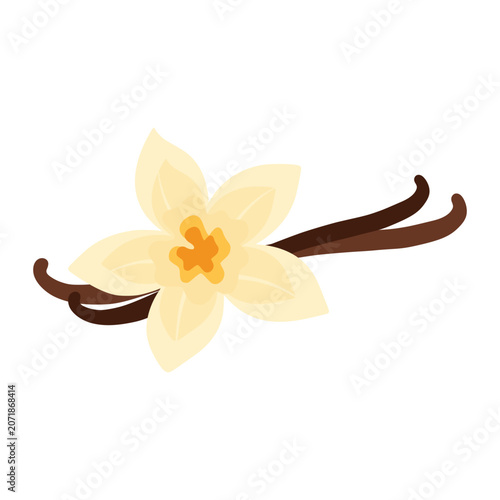 Vanilla flower and pods creating sweet aroma