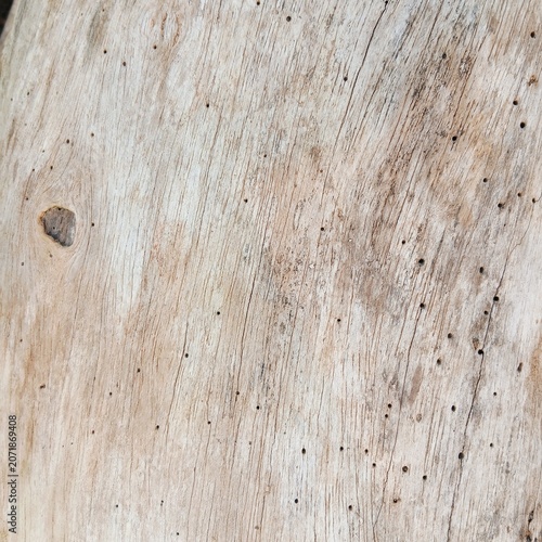Weathered light wood texture with natural worm holes and grain pattern