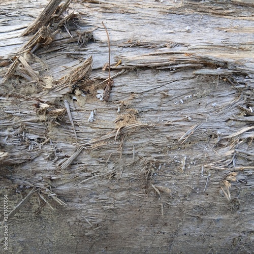 Close-up view of weathered grey wood texture with splinters and debris