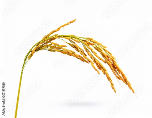 Single Rice Stalk with Ripe Golden Grains Isolated on White Background in Studio Light