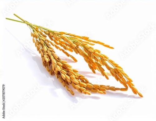 Single Rice Stalk with Ripe Golden Grains Isolated on White Background in Studio Light