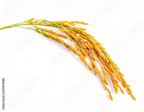 Single Rice Stalk with Ripe Golden Grains Isolated on White Background in Studio Light