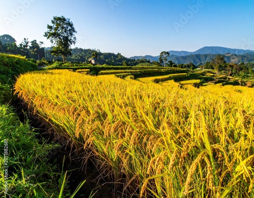 Photorealistic Agricultural Scene of Mature Rice Plants Swaying Gently in the Wind