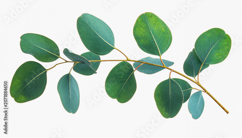 A branch of eucalyptus leaves with green, oval-shaped foliage is shown against a plain white background.