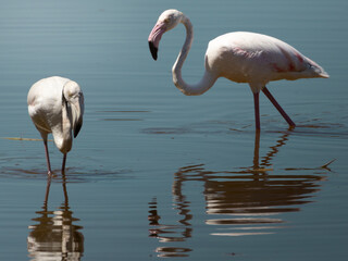 Greater Flamingo feeding in calm shallow lagoon water with beautiful mirror reflection. Wildlife photography in Mediterranean wetland nature reserve, Spain.