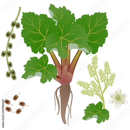 Rhubarb bush with root flowers and fruits on a white background..eps