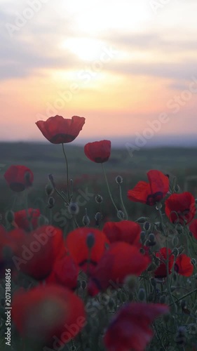 Red Poppy Flowers Glowing in Warm Evening Sunset Light. Cinematic Meadow Video. Soft evening sunlight gently highlights delicate petals and stems while flowers sway naturally in the wind.
