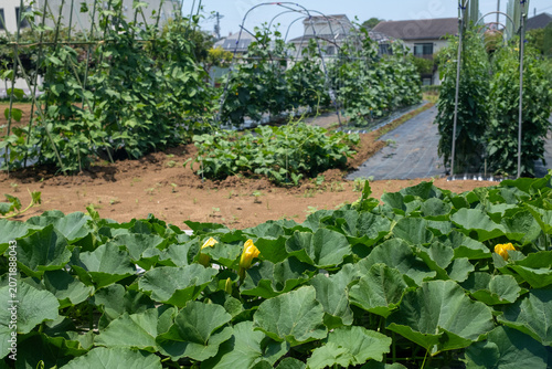 夏野菜を栽培している住宅街にある畑