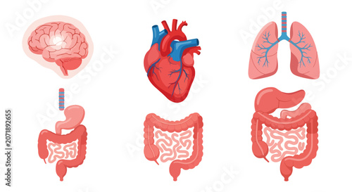 Foto Human internal organs vector set, anatomical medical icons of brain heart and lu