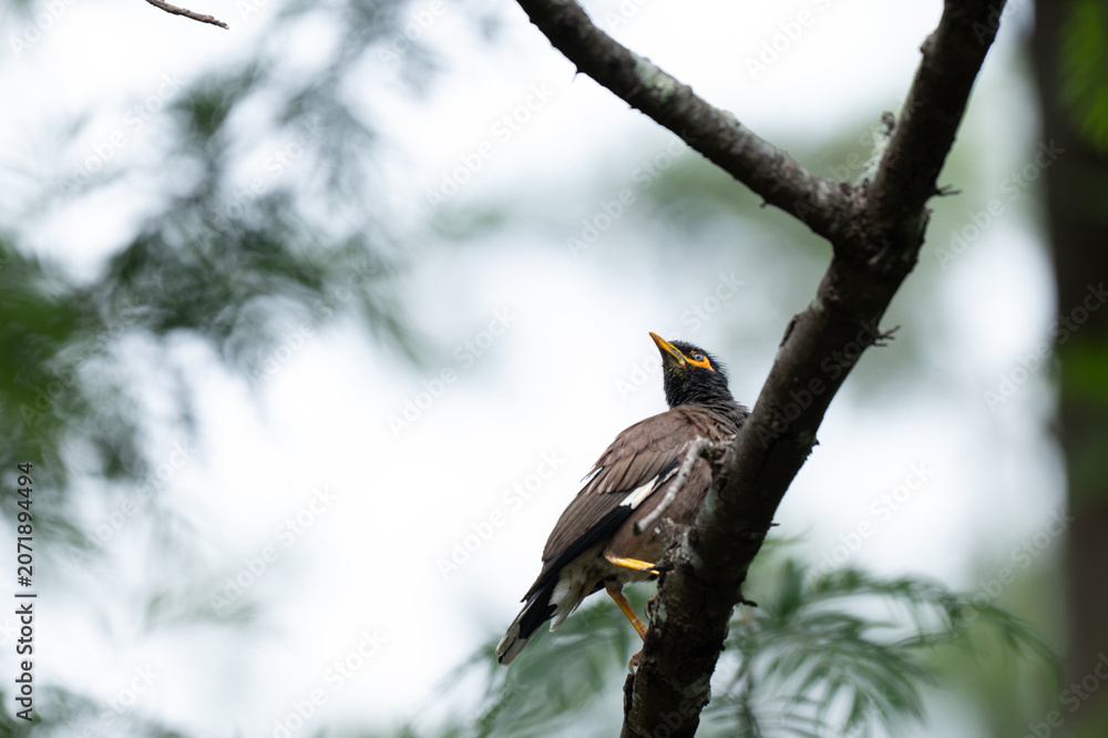 Fototapeta premium A Common Myna perched on a tree branch. The bird is captured in profile, looking up toward the sky and the background is softly blurred with hints of foliage and bright, natural light.