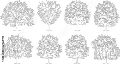 Collection of various deciduous tree species in elevation view vector illustration set


