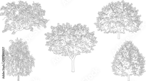 Set of five diverse tree species in elevation view vector for architectural projects

