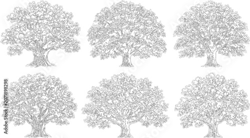 Six detailed deciduous tree illustrations in elevation view vector for landscape design

