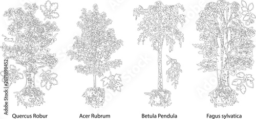 Four labeled tree species in elevation view vector with root systems and leaves

