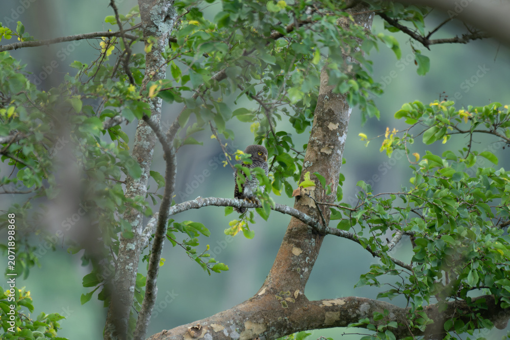 Fototapeta premium Small Jungle Owlet with bright yellow eyes perched on a tree branch surrounded by lush green foliage in a forest. The background is well blurred with bluish green foliage.