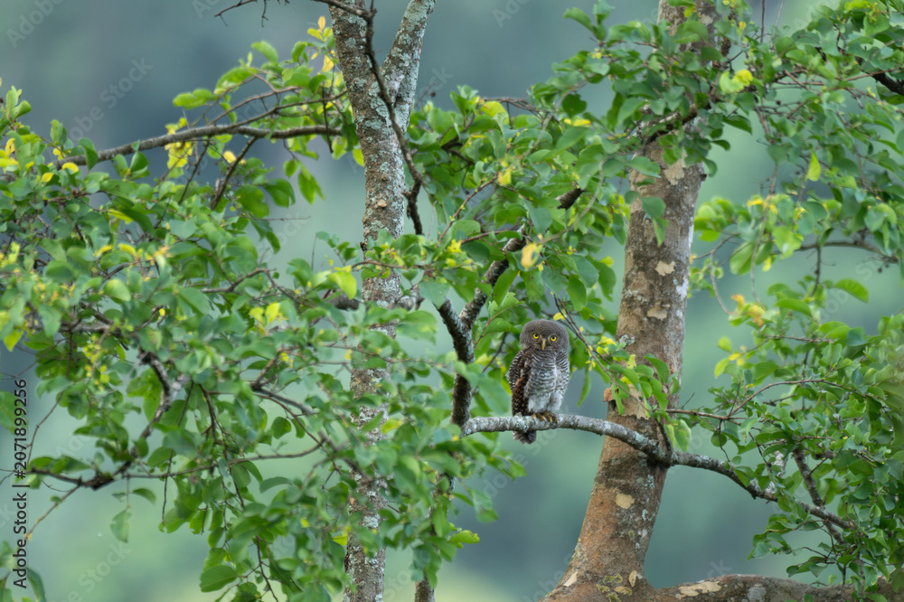 Fototapeta premium Small Jungle Owlet with bright yellow eyes perched on a tree branch surrounded by lush green foliage in a forest. The background is well blurred with bluish green foliage.
