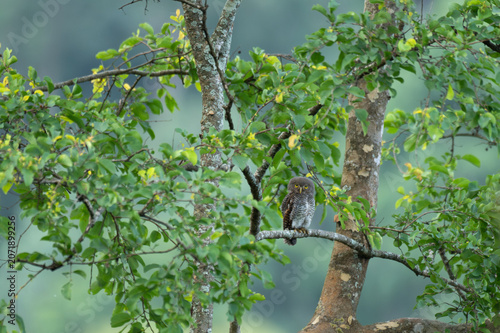 Cuadro en lienzo Small Jungle Owlet with bright yellow eyes perched on a tree branch surrounded by lush green foliage in a forest