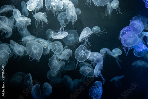 Foto The jellyfish in Aquarium at Bangsaen Aquarium (Institute of Marine Science,Burapha University) in Chonburi province  Thailand
