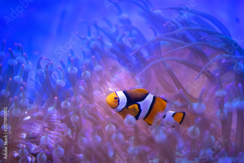 Fotografie Clown fish swimming in the coral reefs  at Bangsaen Aquarium (Institute of Marine Science,Burapha University) in Chonburi province  Thailand