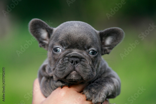 Foto Beautiful blue French Bulldog puppy looks directly into the camera while being held