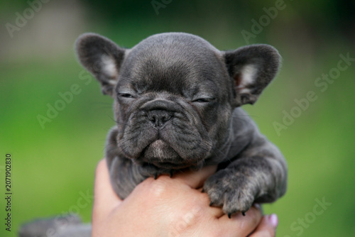 Fotografie Cute little blue French Bulldog puppy closes its eyes while being held
