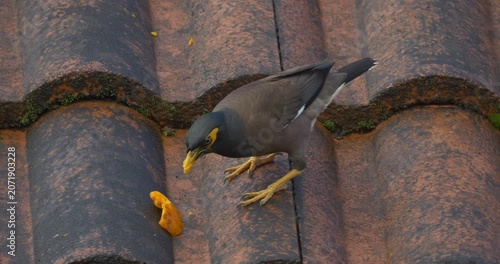 Black bird with yellow beak devouring piece of papaya fruit on tiled roof - C4K