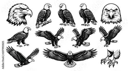 Obraz na płótnie Vintage bald eagle vector set, majestic American eagle illustrations in woodcut