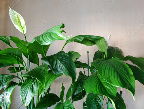 Large plants of Spathiphyllum wallisii in a room against a light wall. Decorating the interior with live plants