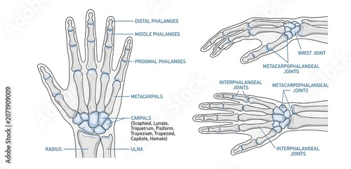 Human Hand Skeletal Structure and Joints Anatomy Diagram Showing Carpals, Metacarpals, Phalanges, Wrist Joint, Metacarpophalangeal, and Interphalangeal Joints