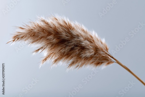Pampas grass stands still against a light gray background, showing its fluffy texture and soft color