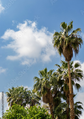 Palm trees against blue sky with clouds in the old Medina of Marrakech Morocco
