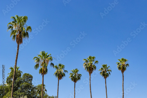 Palm Trees Line under Clear Blue Sky in Marrakech Medina, Morocco