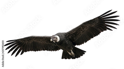 Foto Andean condor flying with wings spread wide against a neutral isolated on transparent background scene