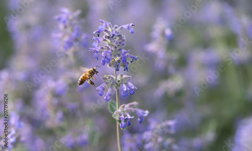 Honey Bee Hovering Near Blue Catmint Flowers Collecting Nectar, Macro Photography