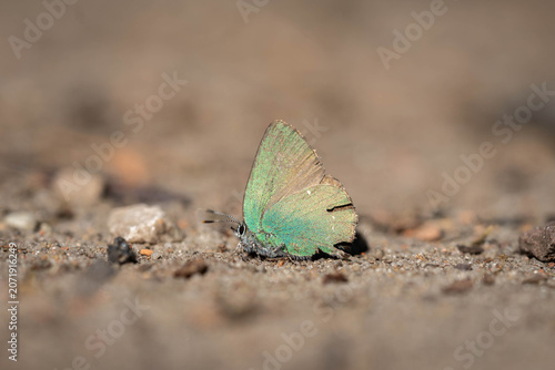 Green Hairstreak Butterfly with Iridescent Wings Resting on Sandy Ground