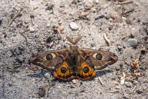 Emperor moth with eye spots resting on sandy ground, detailed macro wildlife photo
